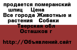 продается померанский шпиц  › Цена ­ 35 000 - Все города Животные и растения » Собаки   . Тверская обл.,Осташков г.